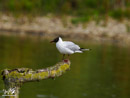 Black-headed Gull – Mewa Śmieszka